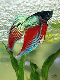 Bubble Nest Builder By I M Spadecaller
