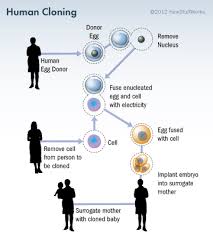 How Human Cloning Will Work Astronomy Facts Biology Worksheet Clone