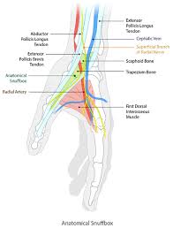 Plos One Clinical Experience With Distal Transradial Access For Endovascular Treatment Of Various Noncoronary Interventions In A Multicenter Study It appears as a triangular depression on the lateral surface of the wrist on full extension of the thumb. distal transradial