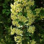 Image result for Putterlickia