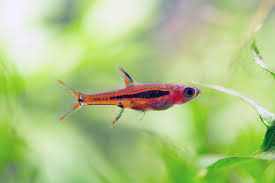 Chili rasbora size