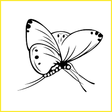 Gambar sketsa kolase kupu kupu terbaru 2021 Gambar Sketsa Kupu Kupu Indah Cantik Mudah Dibuat Sindunesia