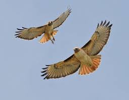 Birds Of Prey Western North Carolina Red Tailed Hawk Western Form By Glen Tepke Red Tailed Hawk Hawk Spirit Animal Animals