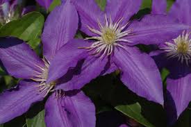 Эти клематисы получится вырастить каждому! Clematis Lasurstern Clematis Lasurstern Online Kaufen