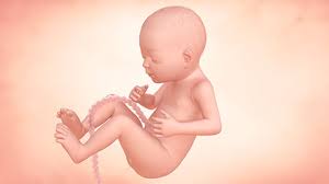Then see pregnancy bumps from 29 weeks to 31 weeks. Your Guide To Being 26 Weeks Pregnant Enfamil Canada