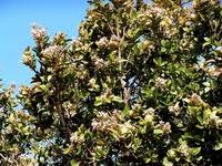 Image result for Anisophyllea boehmii