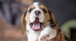 Beagle Information Center | Baby Beagle