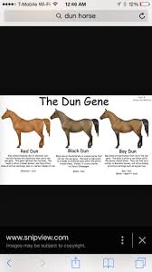 Pin On Horsies 3 3