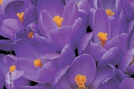 Remembrance plants and flowers uk. Remembrance Crocus Bulbs For Sale Uk Grown Ashridge Nurseries