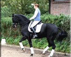Is a us musical instruments manufacturing company based in valencia, california, and founded by remo belli in 1957. San Remo Dressage Horse Pedigree Ratings Rimondo