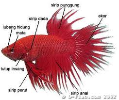Ikan cupang atau ikan yang bernama latin betta sp merupakan salah satu ikan hias yang memiliki kecantikan luar biasa. Standar Penilaian Cupang Kontes Versi Abi Assosiasi Betta Indonesia Binatang Peliharaan
