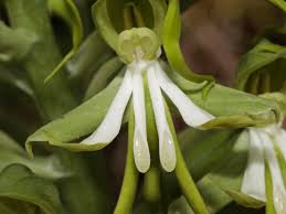 Image result for Bonatea