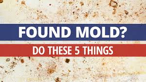 How To Clean Moldy Containers Rainbow International Youtube