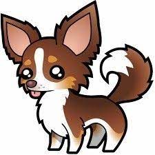 Longevidad Peso Altura Cabeza Y Variedades De Chihuahua Chihuahua Pelo Largo Razas De Perros Chihuahua Artesanias De Perro