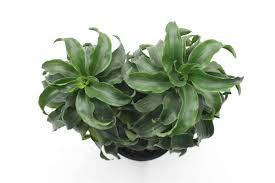 Exclusieve dracaena soorten (potplant, snijgroen en uitgangsmateriaal) duurzaam geproduceerd met geothermie (aardwarmte). Dracaena Fragrans Twister Green Jewel