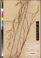 Image result for Anadelphia