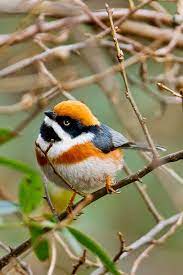 epingle sur animals