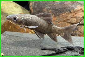 9 Jenis Ikan Hias Yang Mirip Seperti Mirip Hiu Dunia Fauna Hewan Binatang Tumbuhan Ikan Binatang Hewan