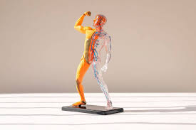 Las Partes Del Cuerpo Humano En | Partes Del Cuerpo Humano, Partes Del  Cuerpo En Ingles, Partes Del Cuerpo