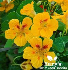 Image result for Nasturtium