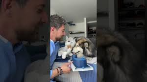 Killian Vs Junior #canhijos #killianyvictorbucknertiktok #petinfluencers #  motricidadcanina