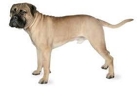 Bullmastiff Dog Breed Information Pictures Characteristics Facts Dogtime