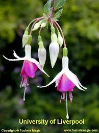 Fuchsia The University Of Liverpool Fuchsia Fuchsia Flower Plant Pictures