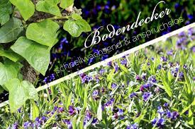 Innerhalb der sortenauswahl finden sie bodendecker für den trockenen schatten und feuchtigkeitsliebende flächendecker. 25 Schnellwachsende Und Anspruchslose Bodendecker Fur Ihren Garten