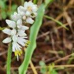 Image result for Chlorophytum africanum