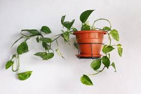 Devil's ivy is a climbing plant that can grow indoors with minimal maintenance. B3e6ig3oszoijm
