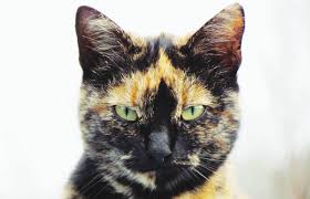 She enjoys rubbing against your hand until you pet her. Myths And Facts About Male Calico Cats Lovetoknow