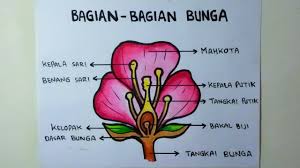 Oleh dosenpendidikan diposting pada 31/01/2021. Menggambar Bagian Bagian Bunga Menggambar Struktur Dan Bagian Bunga Youtube