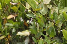 Image result for Aniseia martinicensis