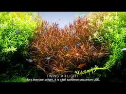 Twinstar Light 600e Full Spectrum Aquarium Rgb Led Youtube