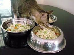 Diy Healthy Homemade Cat Food Recipes Homemade Cat Food Healthy Cat Food Dog Food Recipes