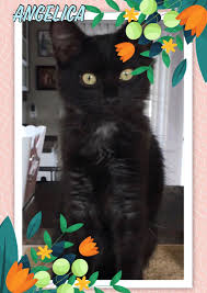 Epingle Par Gabriella Scatena Sur Black Cats Chat Noir Porte Bonheur Chat