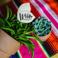 Give succulents and cacti as much light as possible. Wild Interiors How To Care For Succulents During The Summer