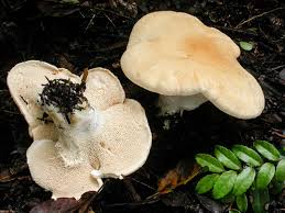 Image result for Dentinum repandum