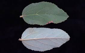 Image result for Grewia holstii