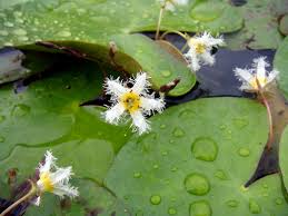 Image result for Nymphoides thunbergiana