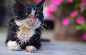 Os principais sintomas perceptíveis da leucemia felina são: Detecta A Tiempo Los Signos De La Leucemia Felina Lovetoknow