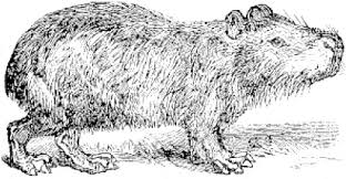 Cute capybara coloring pages printable. Capibara Coloring Page Animals Town Animals Color Sheet Capibara Free Printable Coloring Pages Animals