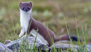 Hermelín is a type of czech cheese which imitates camembert, with a coating of white mold. Hermelin Ist Schweizer Tier Des Jahres 2018