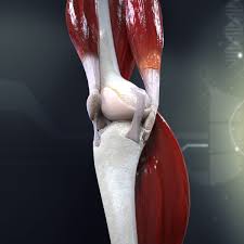 Human Knee Joint Anatomy Knee Joint Model Human Human Knee Joints Anatomy Knee Joint Anatomy