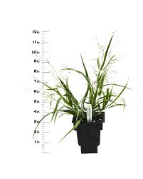 Image result for Eragrostis homblei