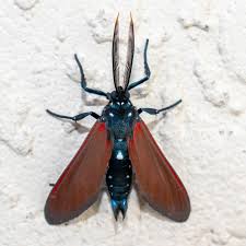 Image result for Empogona sp. A