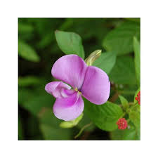 Image result for Vigna vexillata