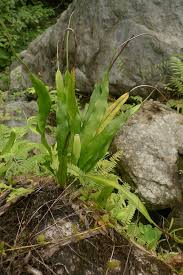 Image result for Lepisorus