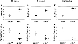 Impaired Gastric Acid Secretion In Mice With A Targeted Disruption Of The Nhe4 Na H Exchanger Journal Of Biological Chemistry