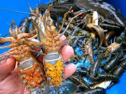 Maybe you would like to learn more about one of these? Lobster Air Tawar Jerantut Facebook
